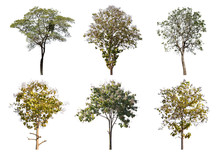 Collection Of Tree Isolated On A White Background, Can Be Used A Tree For Part Assembly To Your Designs Or Images.