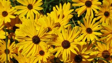 Up Close Of Bright Yellow Summer Flowers