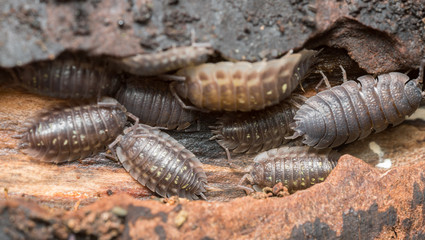 Wall Mural - Many woodlice on wood