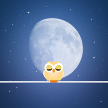Cute Owl In The Night