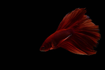 Figthing fish on black background