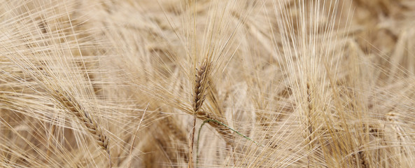 yellow wheat ears in the field cultivated