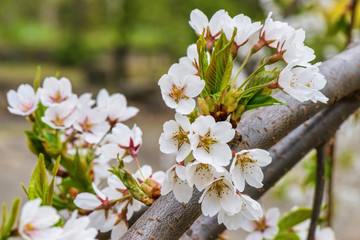 Wall Mural - Flowers of the cherry tree orchard blossoms on a spring day