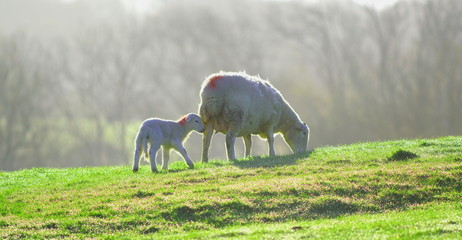 Wall Mural - Sheep and lamb grazing on a farmland in East Devon, England