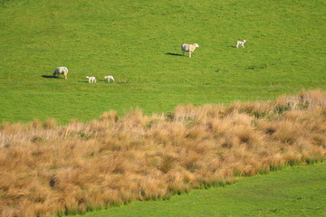 Wall Mural - Young lamb graze on a farmland in spring