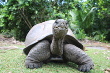 Aldabra Giant Tortoise (Dipsochelys Gigantea), Curieuse Island / This Reptile Is The Last Surviving Giant Tortoise Species, Which Once Inhabited Some Islands Of The Indian Ocean. 