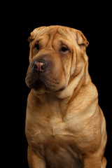 Wall Mural - Close-up Portrait of Wrinkled Sharpei Dog with Sad Look on Isolated Black Background, Front view