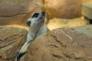 Wall Mural - Image of a meerkat or suricate on nature background. Wild Animals.