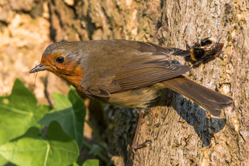 Wall Mural - robin (erithacus rubecula) with prey in beak. bird in family turdidae, gripping tree trunk with opil
