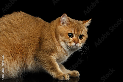 Frightened British Cat With Gold Chinchilla Fur Green Eyes On