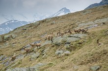 An Herd Of Bouquetin. (Orco Valley, Gran Paradiso National Park, Piedmont, Italy)