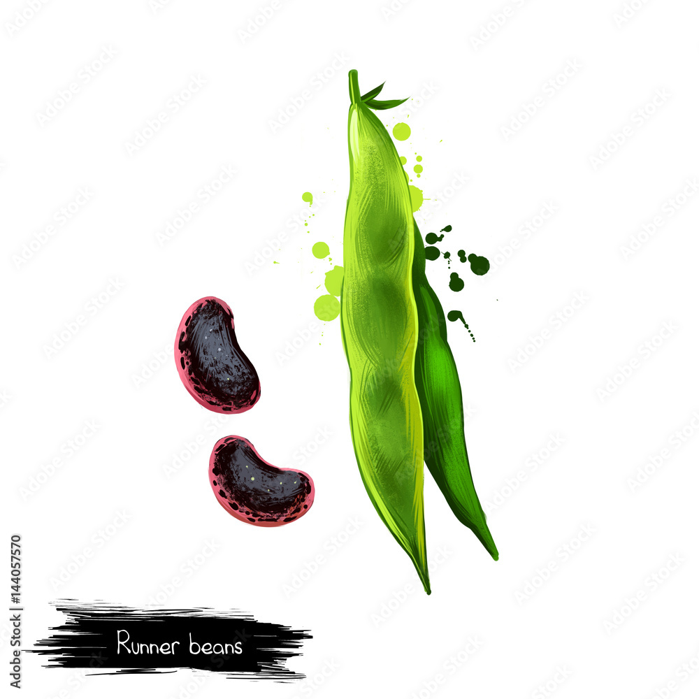 Runner beans isolated on white. Phaseolus coccineus, known as scarletr bean or multiflora bean plant in legume. Digital art illustration. Organic healthy food. Green vegetable. Graphic design element