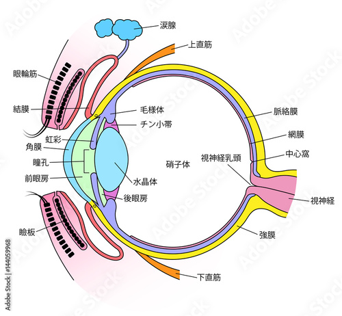 目 断面図 Stock Vector Adobe Stock 目 断面図 Stock Vector Adobe Stock