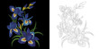 Embroidery design. Collection of floral elements for patches and stickers. Coloring book page with iris flowers bouquet.
