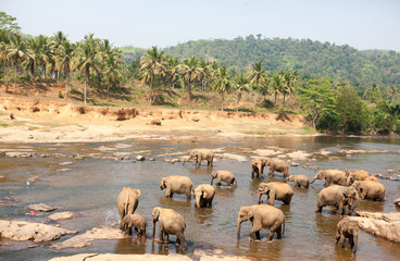 Wall Mural - Indian elephants bathing in the river.