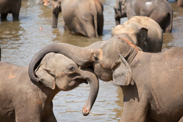 Wall Mural - Elephant embraces a baby elephant