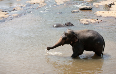 Wall Mural - Indian elephants bathing in the river.