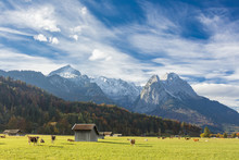 Cows in the green pastures framed by the high peaks of the Alps, Garmisch Partenkirchen, Upper Bavaria, Germany