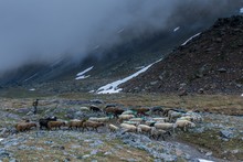 Senales/Schnals, South Tyrol, Italy. Since Thousands Of Years The Shepherd Brings The Sheep On The Giogo Basso (3016m) And To The Summer Pastures Behind The Oetz Valley
