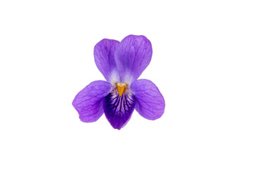 wild violet flower isolated on a white background.