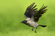 Crow in flight over natural green background