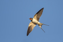 Swallow In Flight Over Blue Sky