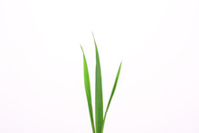 Three Blades Of Grass On A White Background.