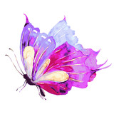 Fototapeta Motyle - pink butterfly,watercolor,isolated on a white