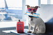 canvas print picture - dog in airport terminal on vacation
