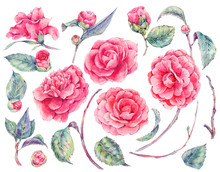 Watercolor Floral Set Of Camellia Flowers