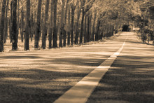 Sepia Tone Lonely Road, Center Line And Bright Future.  Dreamy Landscape With Row Of Trees And Close To Pavement Looking Up.  Tunnel Road And Great Scenery With Copy Space.