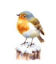Watercolor Bird Robin Hand Drawn Winter Illustration Isolated On White Background