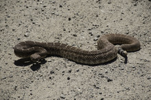 Red Diamondback Rattlesnake, Crotalus Ruber, East San Diego County