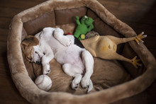 Cute Little Beagle Puppy Sleeping In Dog Bed With Its Toys.