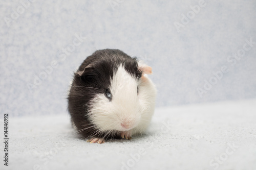 Fotografie, Obraz Adorable funny guinea pig looking suspiciously from below