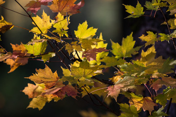 maple leaves