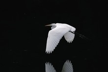 White Heron Flying Over Lake