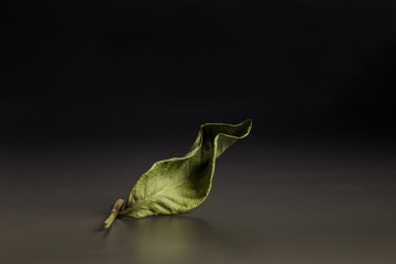 leaf on black background