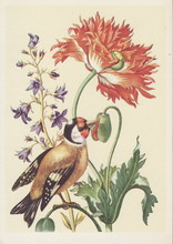 Old Postcard Flowers And Bird. Flower Paintings And Bird For A Greeting Card.