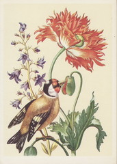  Old postcard flowers and bird. Flower Paintings and bird for a greeting card.