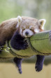 Red Panda Sleeping. This cute nocturnal animal asleep