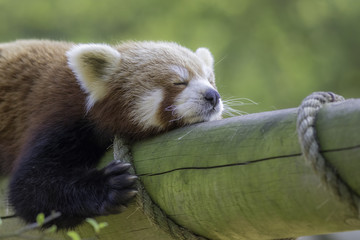 Wall Mural - Close up of a red panda sleeping. Exhausted cute animal