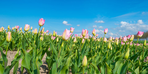 Field with tulips below a blue cloudy sky in spring