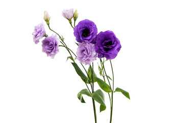 Sticker - eustoma flower