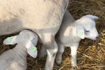 two newborn lambs on straw drink milk from mother ewe