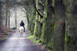 row of beech trees and woman on horse in forest
