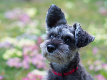 Hund Vor Frühlingswiese Freigestellt