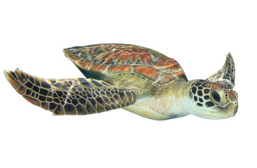 Wall Mural - Sea Turtle isolated on white background