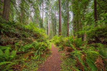 Poster - Huge logs overgrown with green moss and fern lie in the forest. A path in the amazing green forest of sequoias. Redwood national and state parks. California, USA