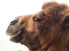 Camel Close Up Only Head
